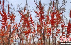 寒冬时节 新疆北部沙棘采收忙