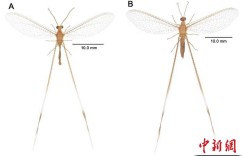 新疆吐鲁番盆地发现昆虫新属种 以《西游记》人物命名