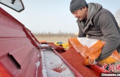 新疆巴州29万余亩春小麦陆续开播