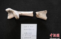 中国新疆乌尔禾翼龙动物群发现新属种翼龙 距今约1.35亿年