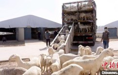 走好民族共富道路 浙江湖州“东羊西送”谱写山海情