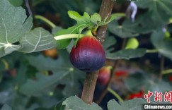 新疆兵团“亿元连”的快速发展“密码”