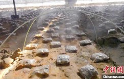 新疆兵团：特色农业“种”出乡村振兴好“钱”景