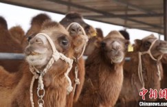 新疆柯坪县：技术护航“产羔季” 助力骆驼产业稳步发展