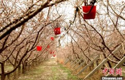 新疆阿拉尔：科技赋能杏花授粉助果农增收