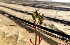 新疆构建沙漠锁边绿色防护带 从“锁边绿化”到“产业造血”