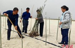 新疆“当代愚公”：沙海中41载“凿”34公里“绿色长城”