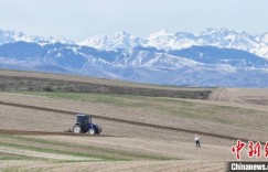 “中国鹰嘴豆之乡”新疆木垒县12万亩鹰嘴豆全面开播