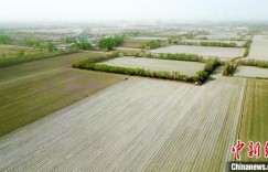 新疆棉花种植实现逾99%机械化播种