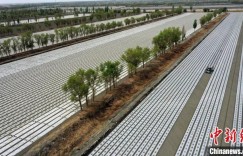 新疆棉花产业升级：科技重塑生产链 市场驱动新变革