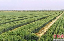 新疆阿拉尔：“小麦+棉花”新套种模式助力“一地多收”