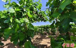 现代科技提升新疆兵团葡萄种植效率