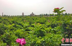 新疆兵团：绘就绿富同兴乡村振兴新图景