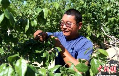 新疆新星市：特色种植+订单农业助推乡村振兴驶入“快车道”