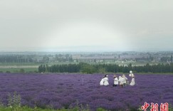 新疆霍城县迎来2025年薰衣草文化旅游季
