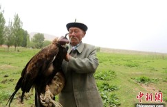 驯鹰人库尔马西：半个多世纪的传统文化守望