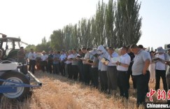 新疆兵团：“两吨粮田”示范田创高产