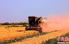 新疆兵团：“麦棉+西瓜”高效种植模式奏响致富曲