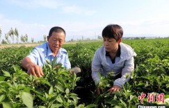 新疆兵团：一线“土专家”为农业生产赋能
