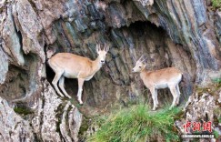 新疆昆玉：“高原精灵”频现