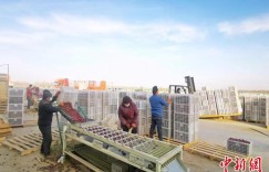 新疆兵团红枣加工忙 产品销往全国各地