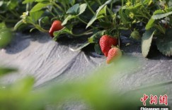 新疆兵团：特色种植让乡村美起来、富起来