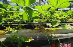 设施农业何以在新疆兵团“大行其道”？