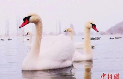 新疆伊犁迎来约400只天鹅过冬