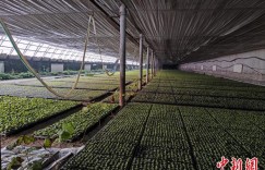 新疆阿克苏“育苗能人”：一人富不如家家富