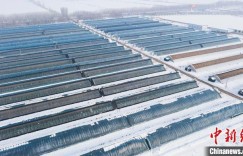 新疆兵团：设施大棚里奏响冬日“增收曲”