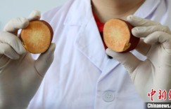 新疆科研人员如何为甘薯食味评价？实验室实地探访