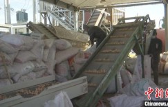 新疆叶城核桃远销俄罗斯、哈萨克斯坦