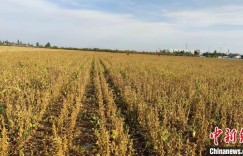 产量创新高！新疆大豆高产“动能”源自哪里？