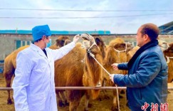 新疆洛浦：发展骆驼养殖 拓宽牧民增收渠道