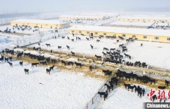 探访新疆兵团特色养殖合作社：民众“冬闲”不闲奔“钱”景