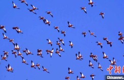 五千余只赤麻鸭“相约”博斯腾湖 千鸟振翅气势恢宏