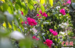 新疆墨玉“小三亚”：家门口的南国风光