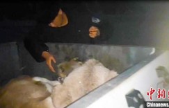 迁徙黄羊不慎跌伤 新疆巴州民警深夜踏雪营救