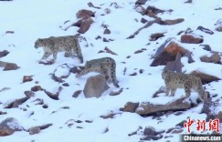 保护区工作人员拍到帕米尔高原雪豹成群活动场景