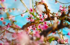 新疆托克逊：大棚桃花“灼灼其华”