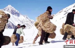 新疆护林员持续投放草料 保野生动物安全度过“粮荒期”