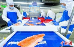 新疆产三文鱼畅销国内外市场