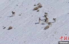 场面壮观！上千只高原盘羊现身新疆塔县