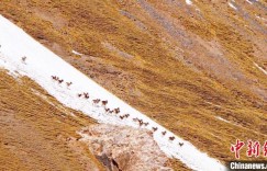 新疆和静巴伦台成群盘羊上演“飞檐走壁”绝技