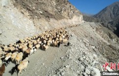 新疆和硕10万头（只）牲畜翻越天山踏上春季转场之路
