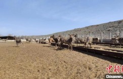 新疆特色养殖拓宽产业发展“钱景”