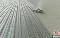 新疆兵团：复播轮作种植让“一地生多金”