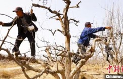 “合作社+农户”经营模式助新疆库车果农变“省心工人”