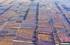 “新疆第一春”托克逊县杏花节将于3月18日开幕