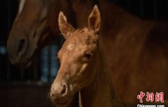 新疆汗血马基地迎来产驹期（图）